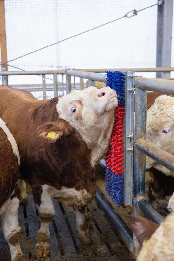 HAPPYCOW Kratzbürste Bully